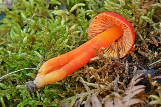 hygrocybe conica mushroom