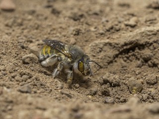 Bumble Bee that lives in a hole in the ground