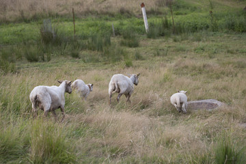 Obraz premium Running