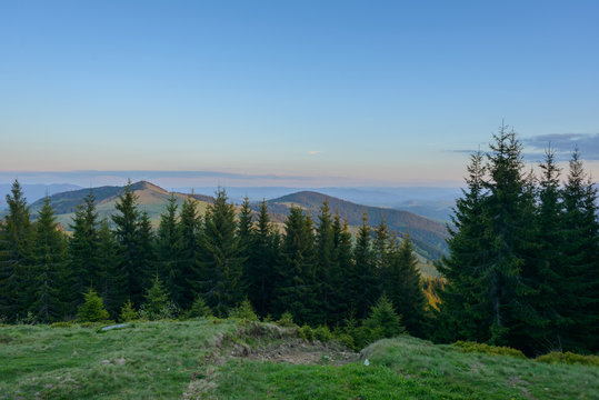 Fototapeta Landscape at sunset in the mountains and rows of coniferous trees in the Carpathians