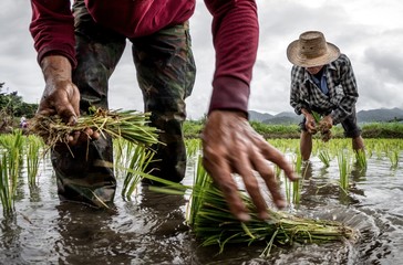 Amazing detail of rice transplanting out of focus with farmer with straw hat in background working in wet paddy field, rice transplantation in chiang mai province, Thailand