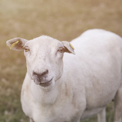 Obraz premium Sheep