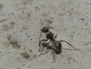 Ant grooming its self.