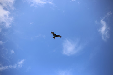 A bird in the sky