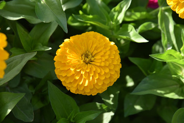 Zinia jaune en été au jardin