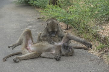 Baboons pay each other a lot of attention to curry favour.