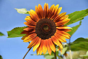Tournesol orange en &eacute;t&eacute; au jardin