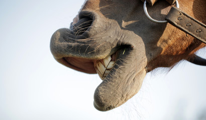 Fototapeta konie - zabawny koński pysk, detal obraz