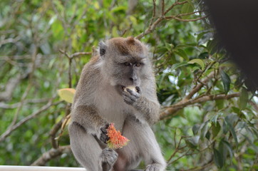 Monkey in Malaysia