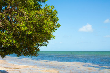 mangrove on coco plum