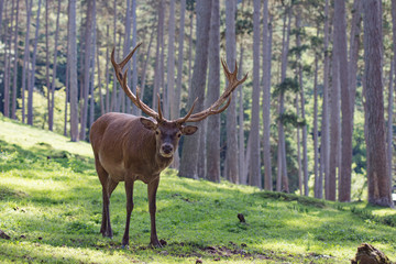 cerf © Wildpix imagery