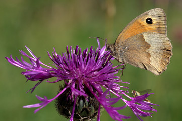 Butterfly on meadow