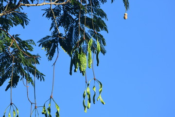 Bitter bean on tree, Parkia speciosa, a smell edible beans of Thailand