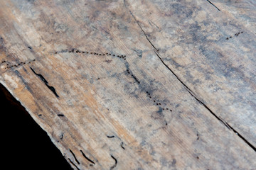 wood table with ant
