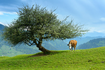 Cow on a green pasture under a tree with mountains in the background

