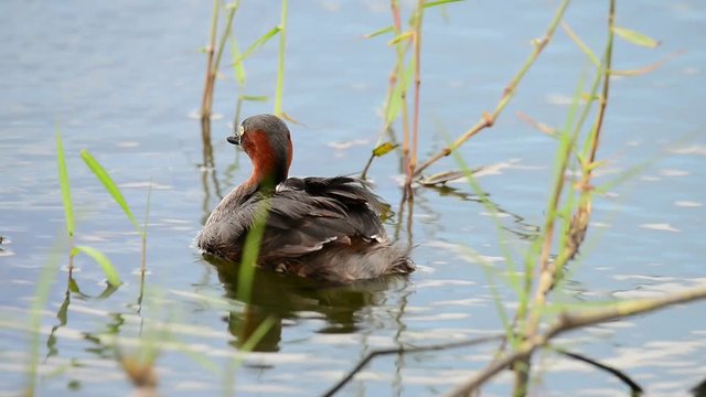 Little grebe ( Tachaybaptus ruficollis ) with   babies  on the back at floating nest.
Juvenile ducks and parent in lake habitat.
