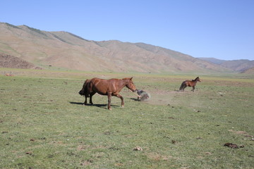 Mongolie