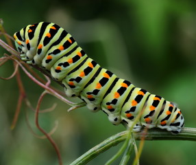 Heute eine Raupe, morgen ein Schmetterling