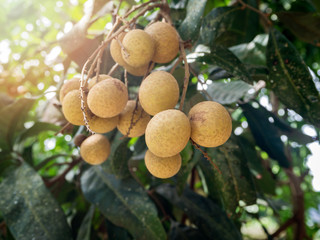 Ripe and fresh Longan hanging on branch, Longan orchard