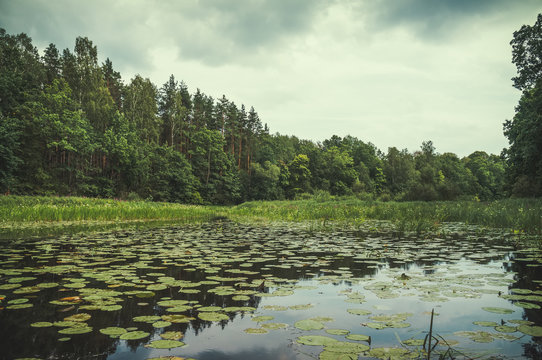 The Berezina River. Belarus.