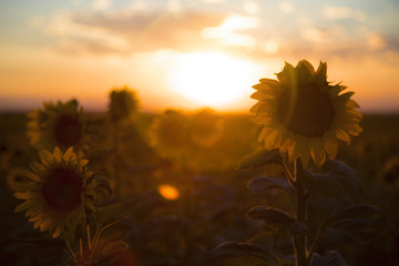 Back-lit Sunflowers with Lens Flare