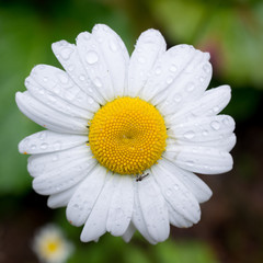 Fototapeta premium Daisy
