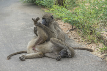 Manicure. These Baboons spend most of there time titivating and cursing favour.