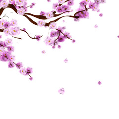 Watercolor sakura background with blossom cherry tree branch. Hand drawn  flowers on white background. Vector