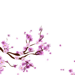 Watercolor sakura background with blossom cherry tree branch. Hand drawn  flowers on white background. Vector