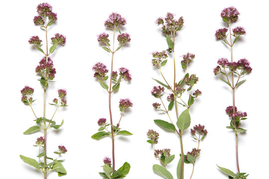 Decorative floral wallpaper of plants of blossoming oregano isolated on white background.