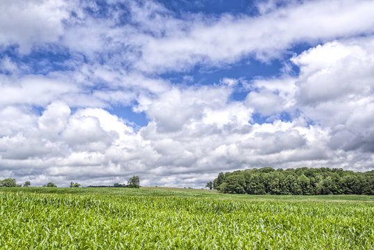 Campo soleado / Sunny field