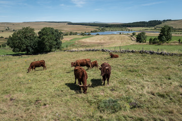 troupeau de vaches Salers