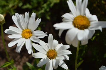 Fototapeta premium Chamomile summer time