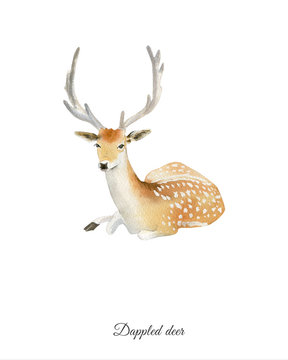 Handpainted watercolor poster with deer