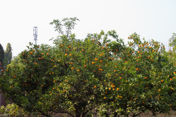Close up of a citrus fruit tree in Gurgaon, Haryana (India)