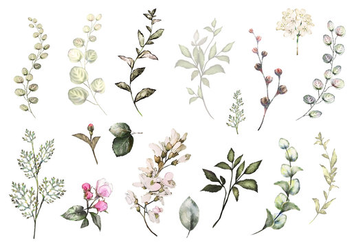 Set watercolor elements - wildflowers, herbs, leaf. collection garden and wild herb, flowers, branches.  illustration isolated on white background