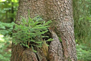 Junge Fichte wächst in hohler alter Fichte (Picea abies)