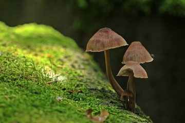 Pilze auf bemoostem Buchenstamm