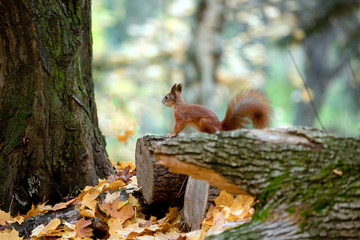 Squirrel in autumn park
