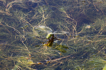 Dragonfly laying eggs in a small lake