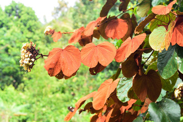 Gold Leaf Bauhinia, Bauhinia aureifolia, a beautiful endemic climber plant of Thailand