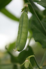 Obraz premium green peas