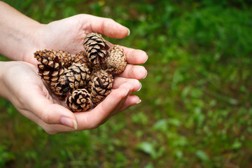 Female hand holding fir cones on blur grass background. Copy space.