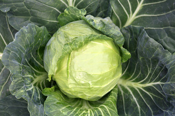Obraz premium cabbage