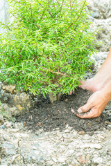 Man's hand are planting seedling of Wrightia religiosa Benth.