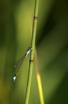 beautiful damselfly on a green background