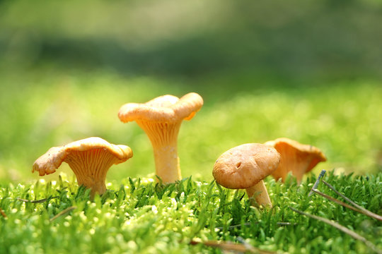 Group of mushroom chanterelle in moss