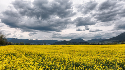 Yellow rapeseed field
