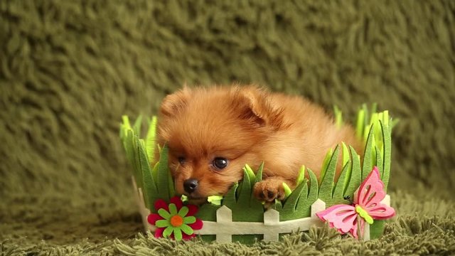 charming little Pomeranian puppy