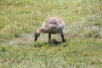 Fuzzy little goslings (Canada Geese) about 2 months old playing in the grass and foraging for food,  

